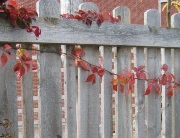 old cedar fence