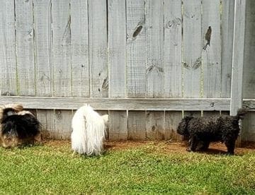 puppy proof wooden fence