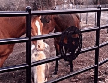 horse fencing