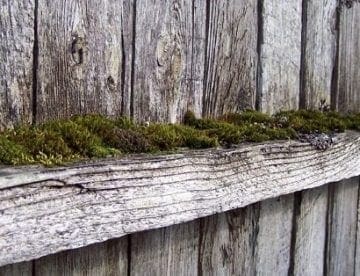 Sun Damage, Moss and Mold on Wood Fences