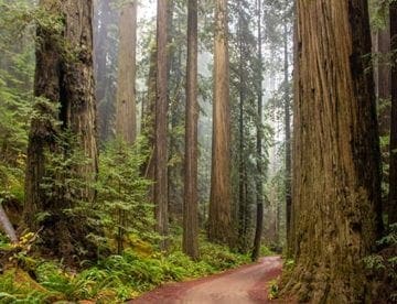 Redwood trees