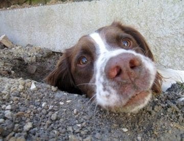 Dog Digging under Fence