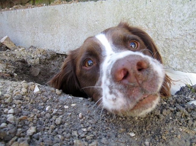 Dog Digging under Fence