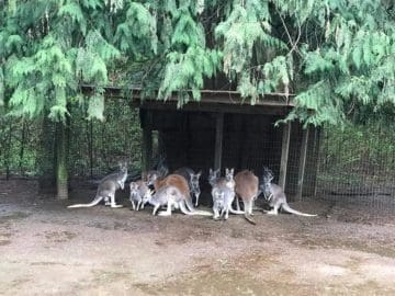 Kangaroo Fence Project