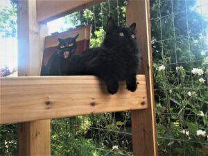 Cat in a wooden "catio"