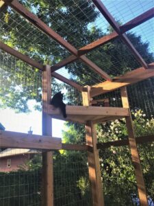 Black cat on their catio