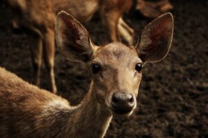 deer proofing your backyard fence