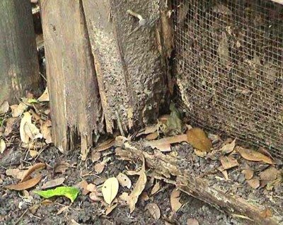 termite wood