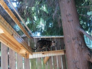 Backyard cat walk