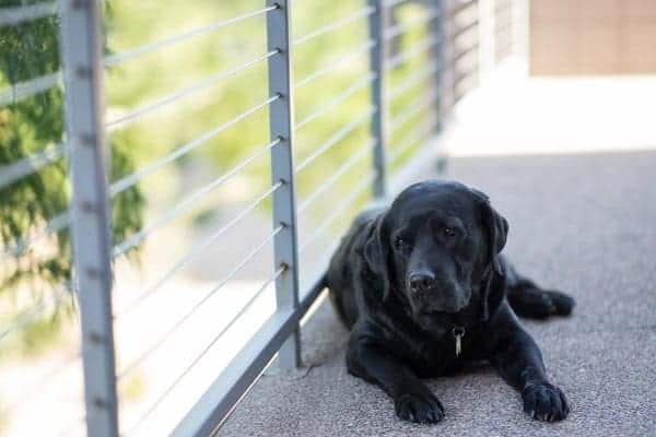 dog-laying-fence