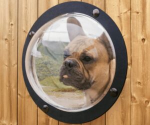 Dog port hole in wood fence