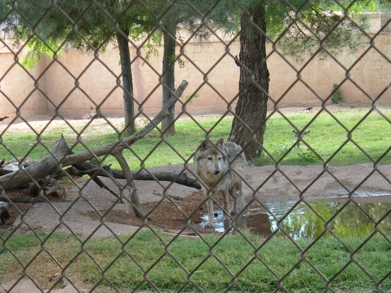 wolf fencing