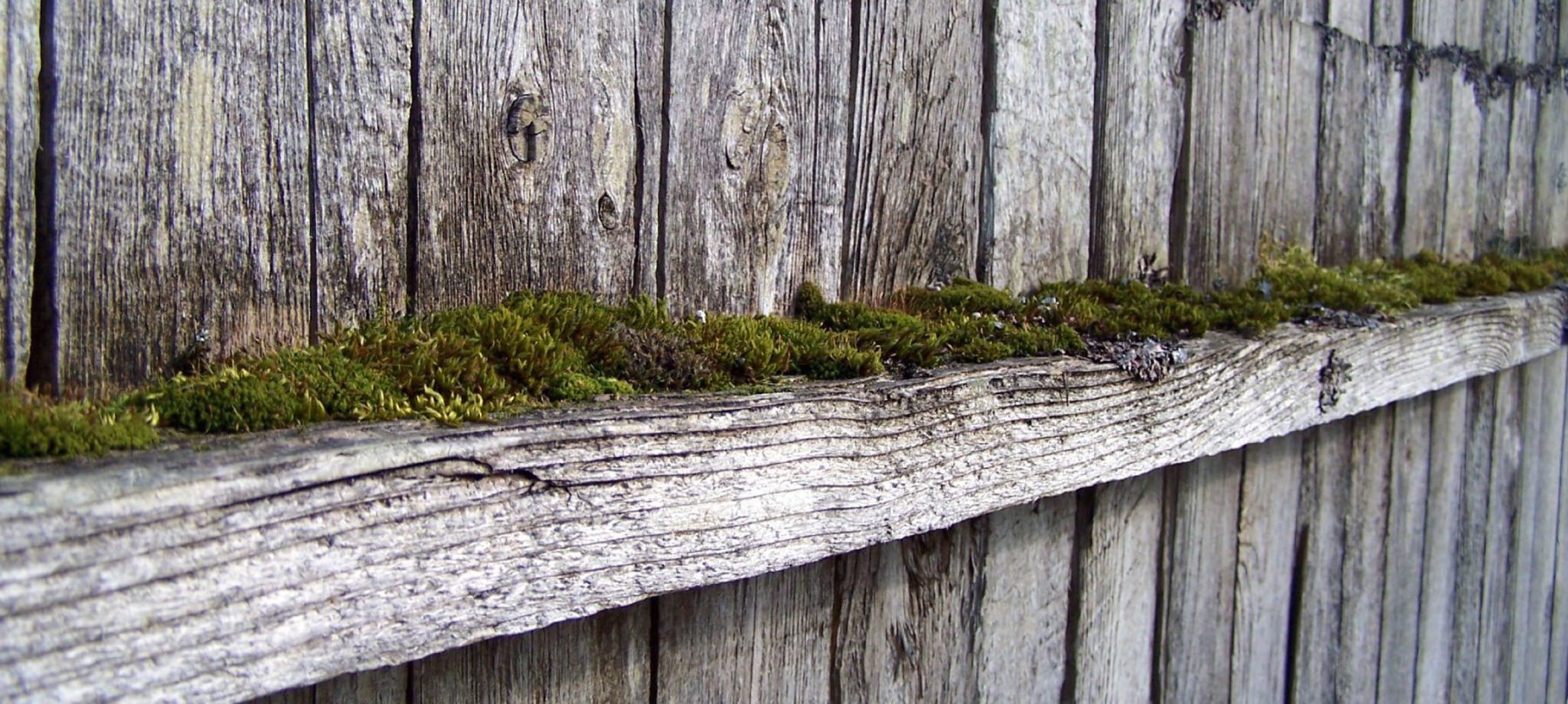 Removing Moss And Mold From Fences Buzz Custom Fence