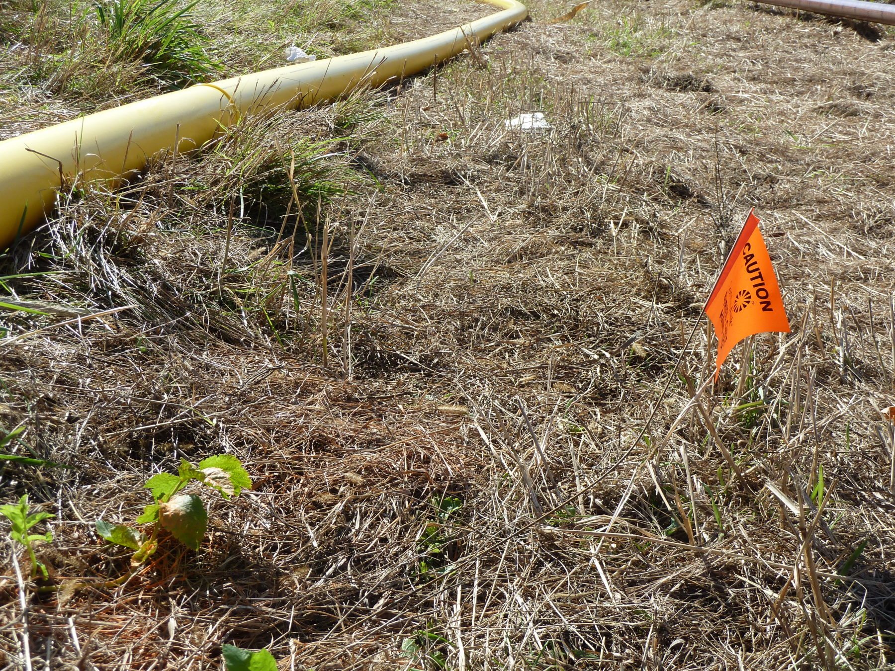What are these flags in my backyard? (Dig markings) Buzz Custom Fence