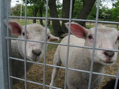 lambs livestock behind a fence